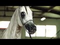 Heat waves Arabian horse music video￼