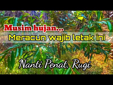 Wajib letak.!!. SOP meracun serangga dan kulat pokok durian di musim hujan..