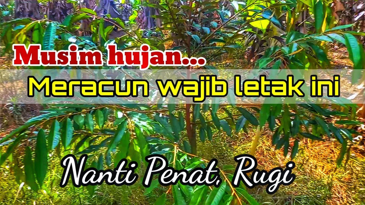 Wajib letak.!!. SOP meracun serangga dan kulat pokok durian di musim hujan..