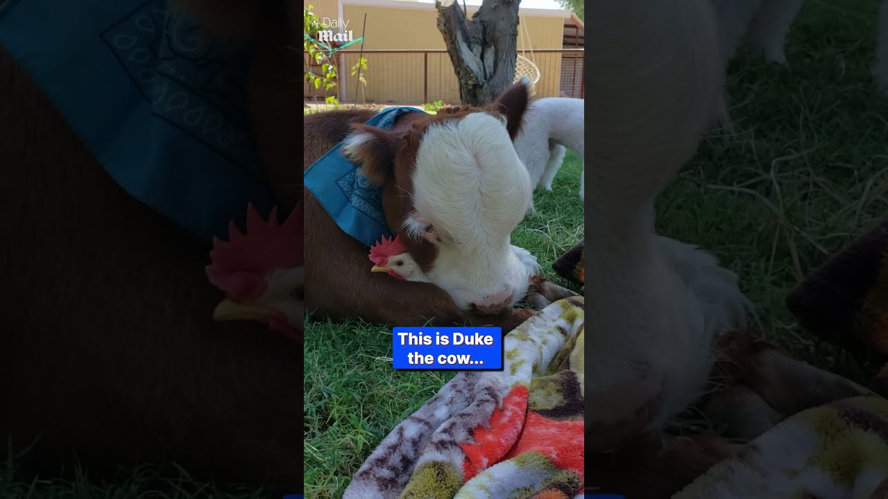 Cow And Chicken Are Unlikely Friends Sharing Warm Hugs