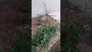 Download Lagu my little garden here in Saudi #garden #gardening #thursday MP3