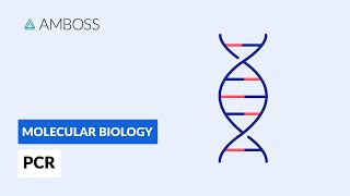 Polymerase Chain Reaction (PCR): DNA Amplification