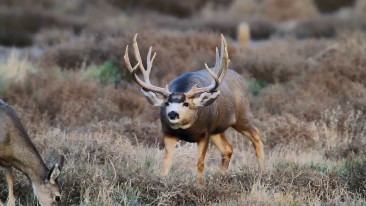 Monster Mule Deer Bucks