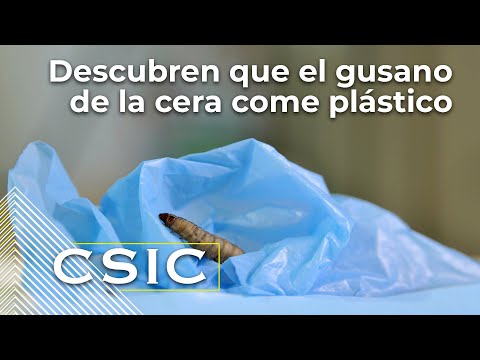 Descubren que el gusano de la cera come plástico