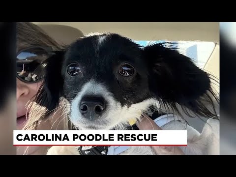 Poodle Rescue In Michigan