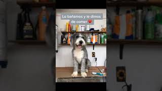 Rescate perruno RUFO ?