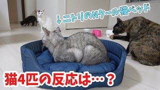 暑くなってきたので猫4匹にニトリのNクールペットベッドを購入してみた！