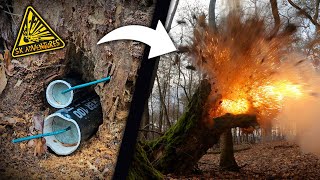 Detonating dry trees with firecrackers! (EXPERIMENT) 🧨 💣