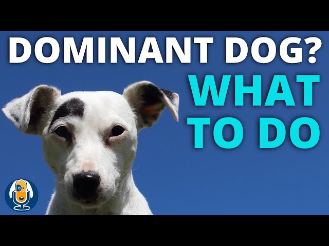 Is Your Dog Trying To Dominate You And What You Can Do About It #46 -  Youtube