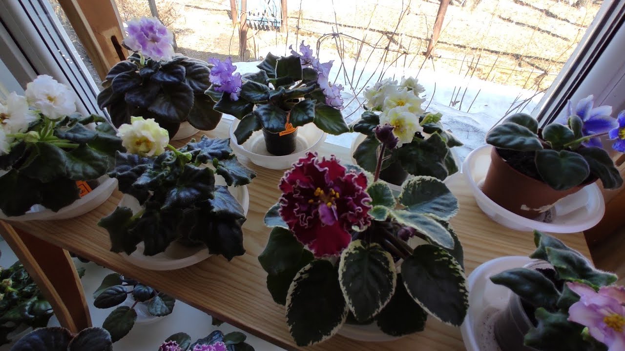 ФИАЛКИ. МОИ НОВИНКИ. ОБЗОР. - YouTube