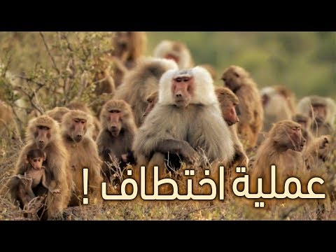 فيديو: من هو قرد البابون