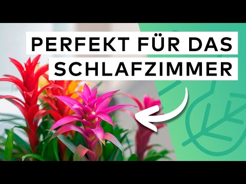 15 Pflanzen für