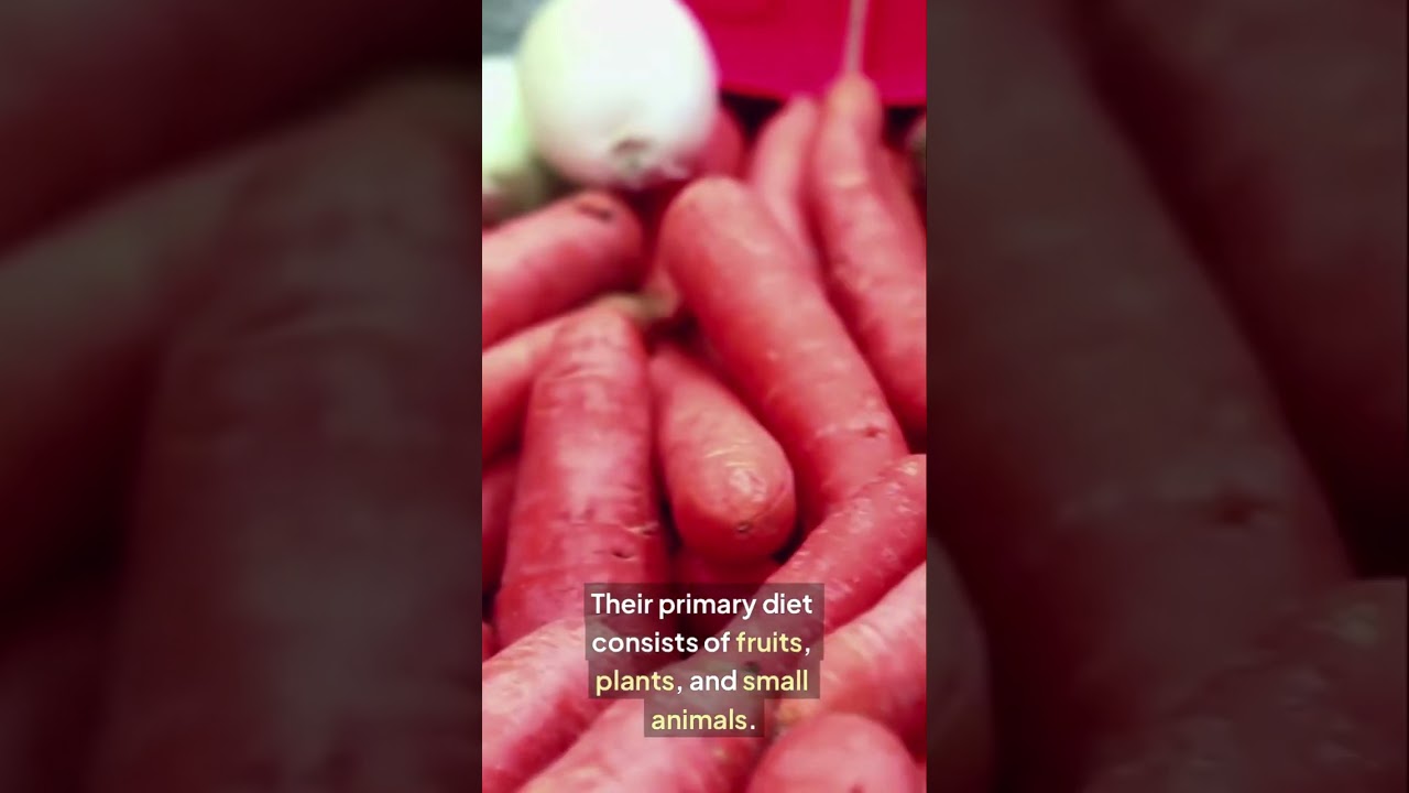 Cassowary – The World’s Most Dangerous Bird