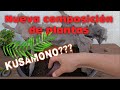 NUEVA COMPOSICIÓN DE PLANTAS TROPICALES SOBRE RAÍZ O TRONCO. CON MUSGO. &quot;KUSAMONO&quot; CON EPIFITAS.