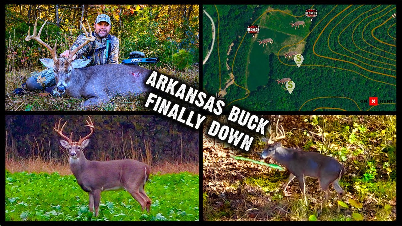 Tagged This BIG, Mature Arkansas Buck After Chasing Him All Season