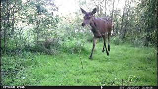 Wildlife Diary 1 #wildlife #nature #animals #video #viral #trailcam #yt #deer #muntjac #fox #rabbit