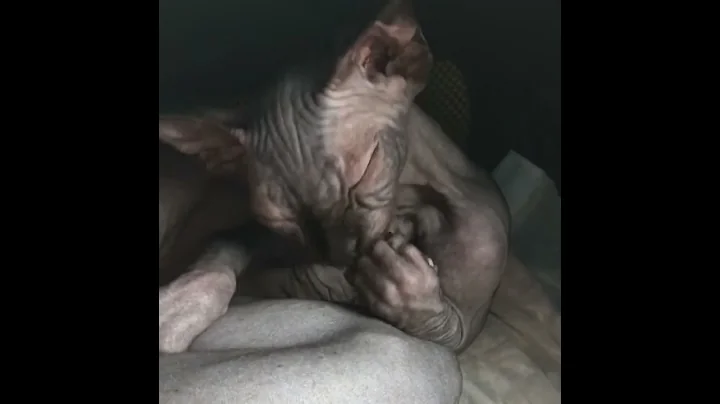 Watch the video about Sphynx kitten washing her feet