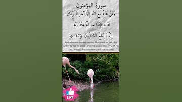 وقل رب اغفر وارحم | سورة المؤمنون 💙💚 #دعاء_ورسالة