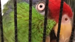 ($6,000) TALKING red crowned amazon parrot says “hello bud”