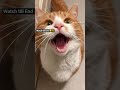 funny cat 😺 😂 video #music #viral #trending #reels #funnycat #funny #shortvideo #video