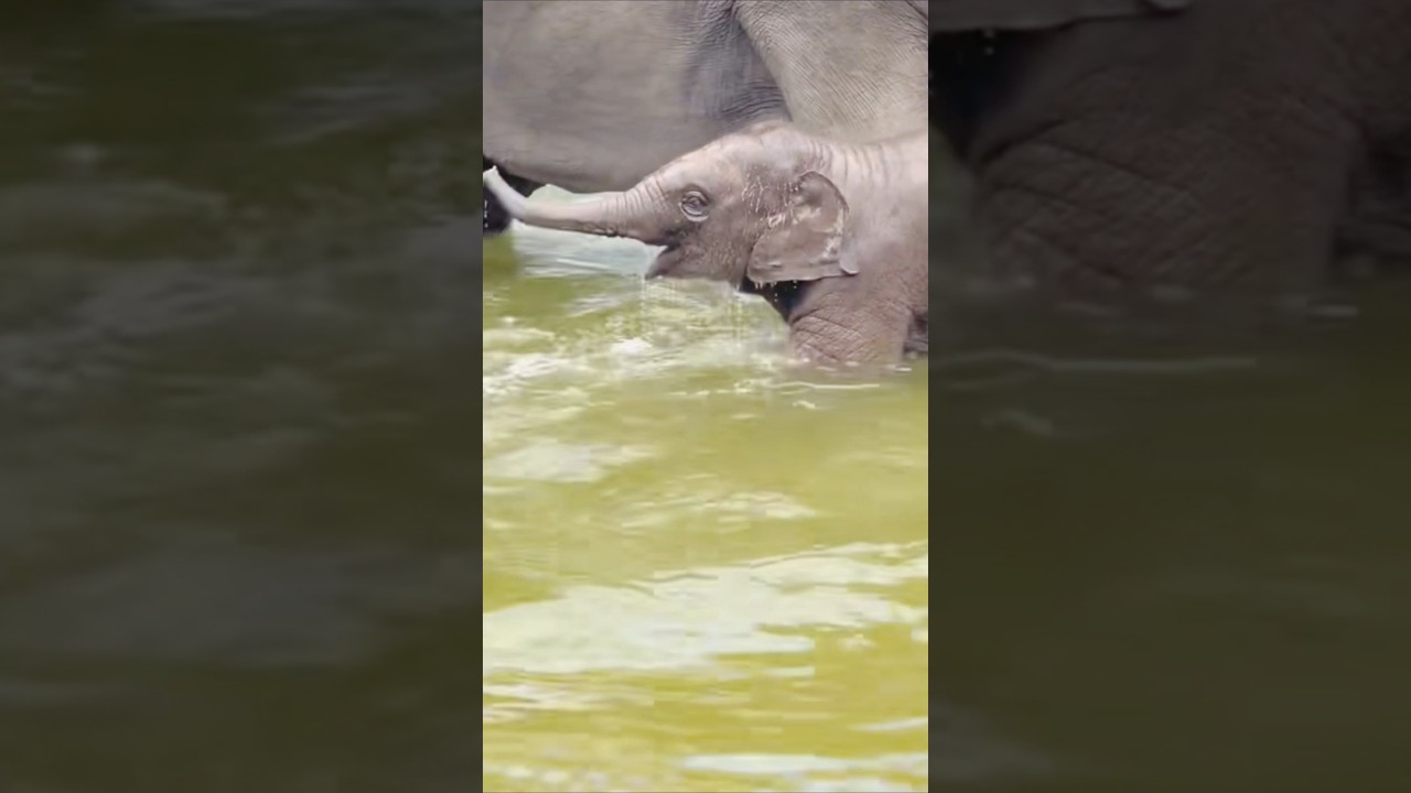 Adorable Elephant Calf Takes a Bath with Mom🥰 