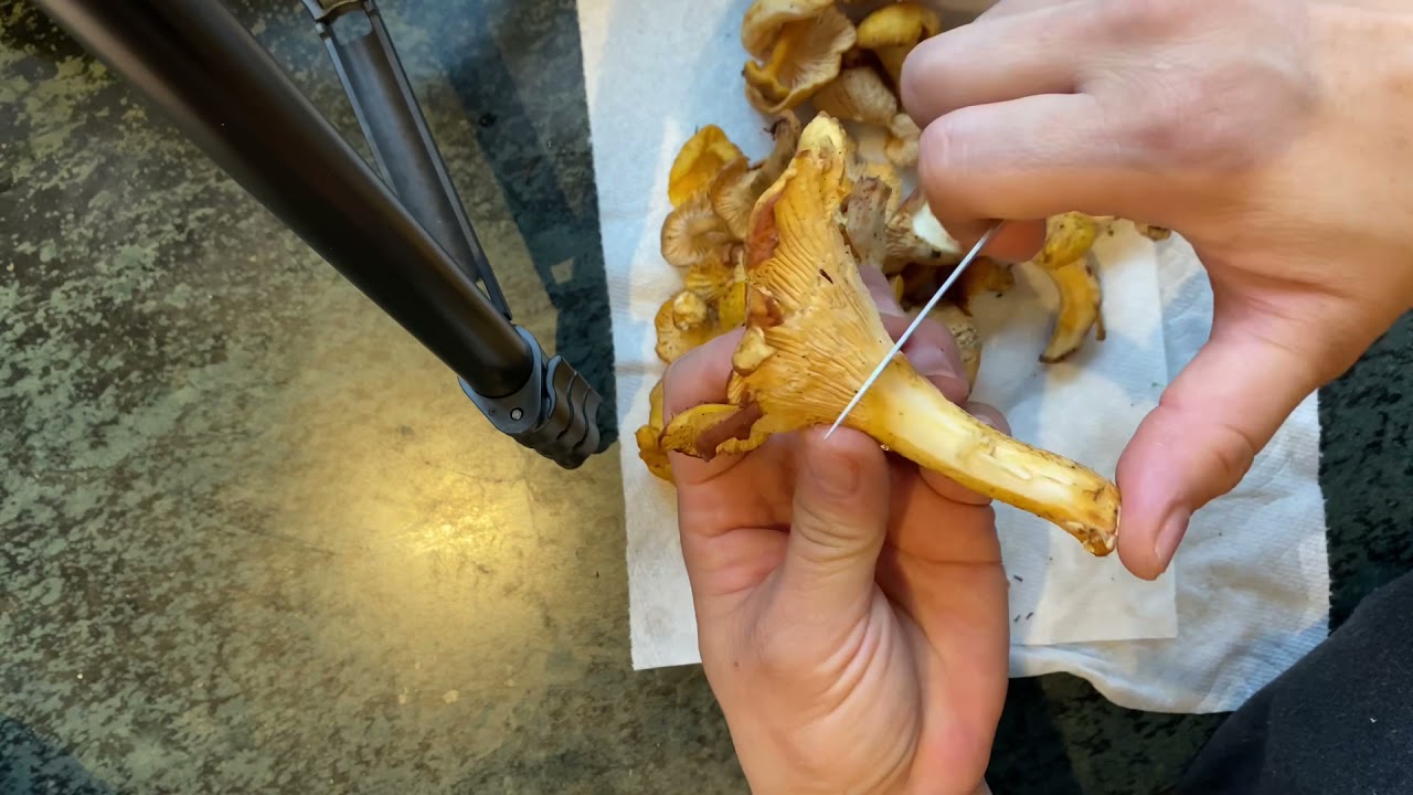 How to clean chanterelle mushrooms YouTube