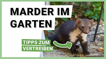 Wie erkenne ich das ein Marder im Haus ist?