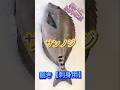 ニザダイ【三の字】捌き刺身用、脂ノリノリ #ニザダイ #サンノジ #ニザダイ捌き