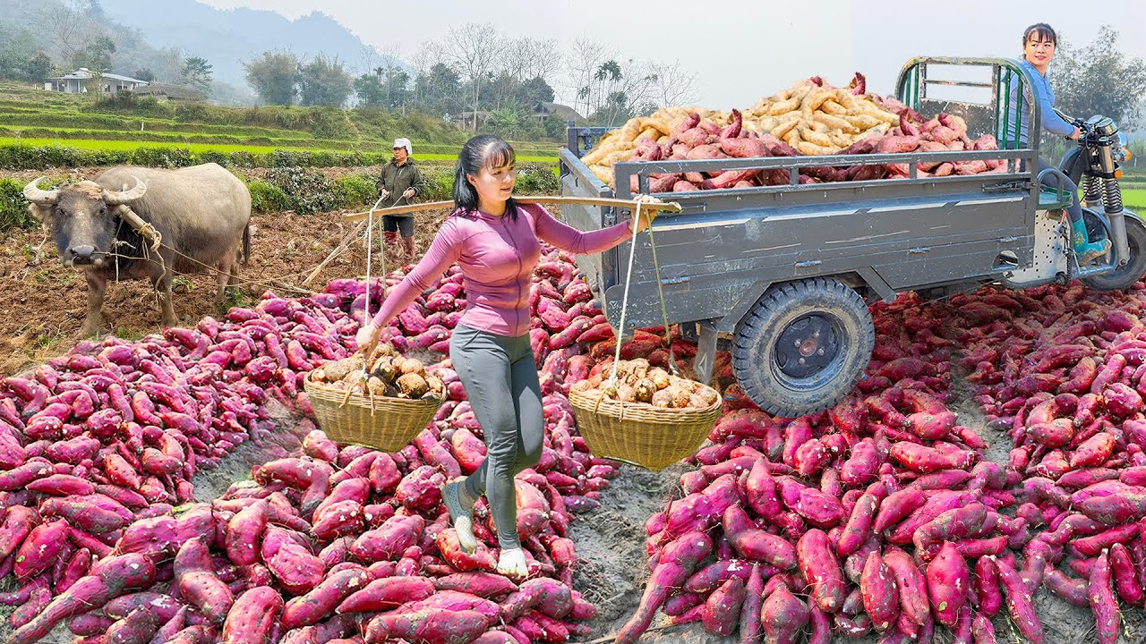 Dig Up 1000+ of Sweet Potatoes, Potatoes Go To Market Sell -- Harvest Agricultural Products