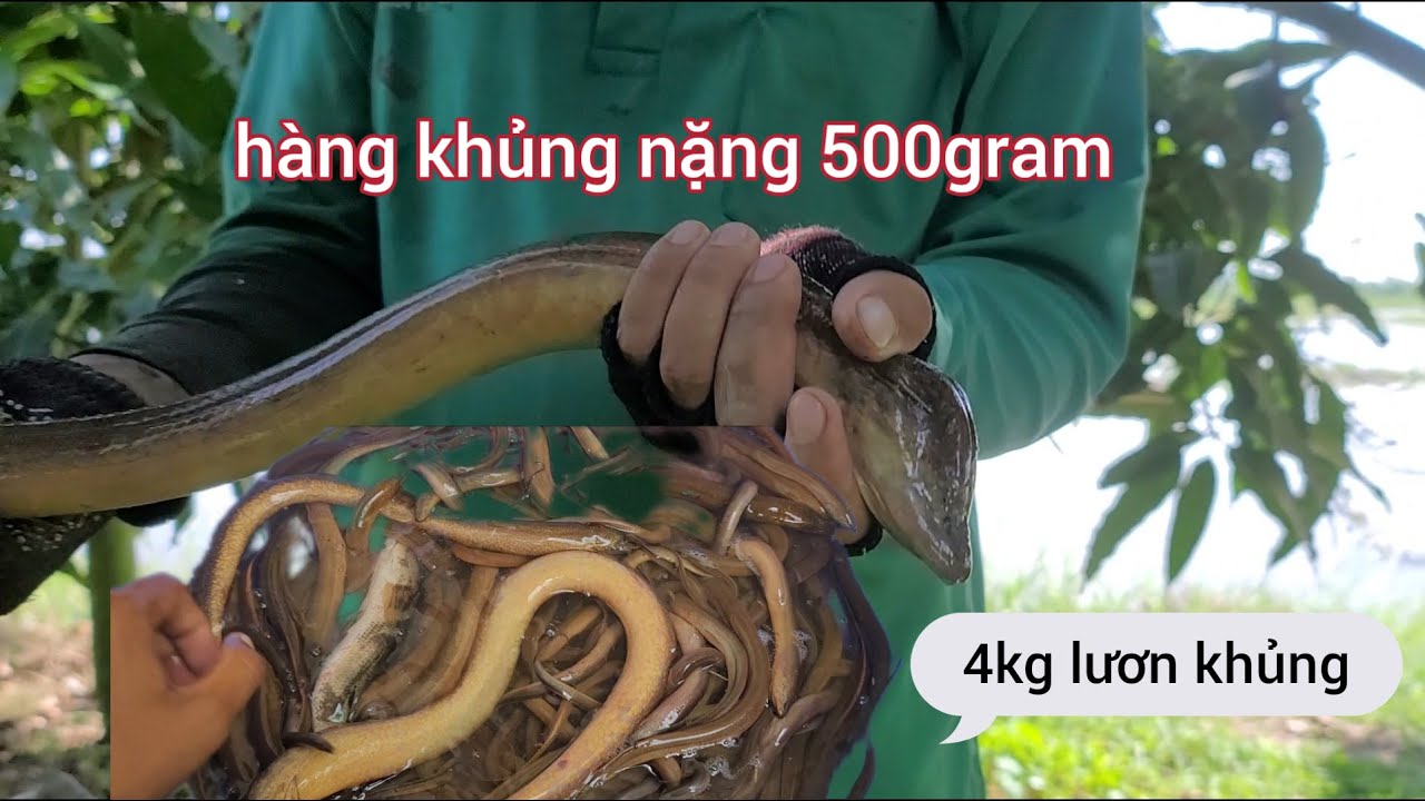 Bắt dính lươn khủng trong vườn xoài lâu năm.nặng nữa kí