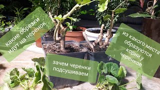 видео: Обрезаю пеларгонию осенью и беру черенки. картинка: Обрезаю пеларгонию осенью и беру черенки.