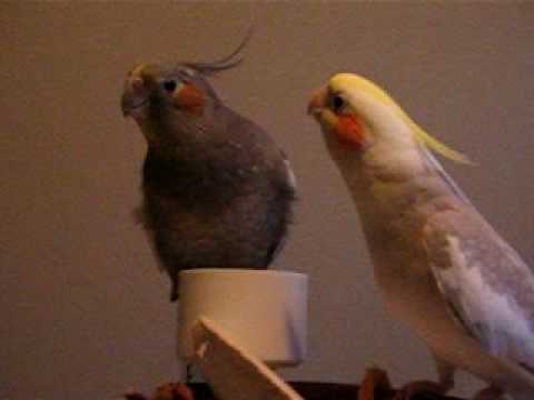 Cockatiel tarantella