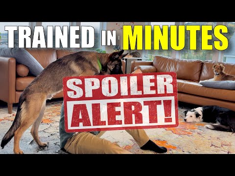 How To Teach Your Dog The Cutest Trick On Earth (no, Seriously)