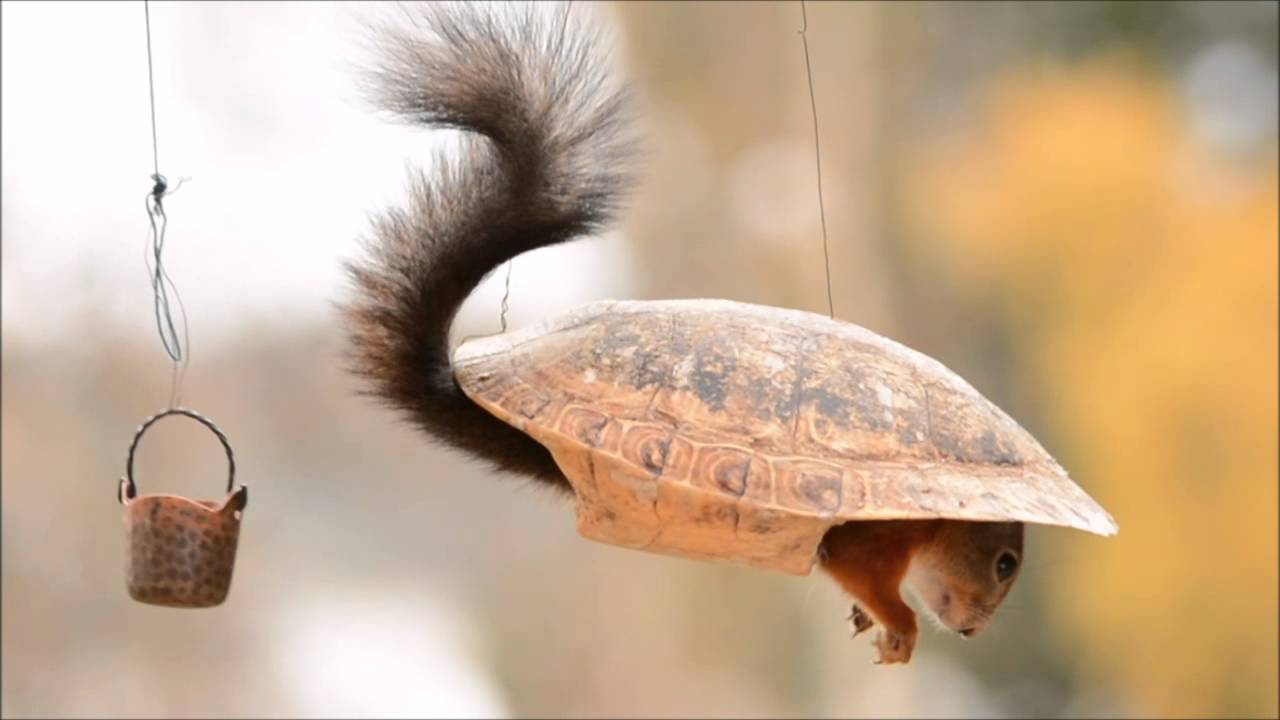squirrel the turtle YouTube