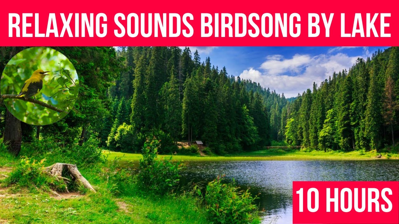 Singing birds by lake. Sounds nature. Soothing bird songs for sleep ...