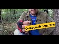 Коп монет, поиск кладов в дубовой роще