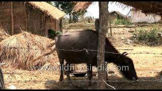 Rural Indian Woman Feeding Buffalo In Uttarakhand