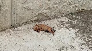 He Crawled To The Road Begging To Save His 2 Brother But Then He Can't Save Himself... by STRAY PAWS 22,044 views 2 weeks ago 8 minutes, 25 seconds
