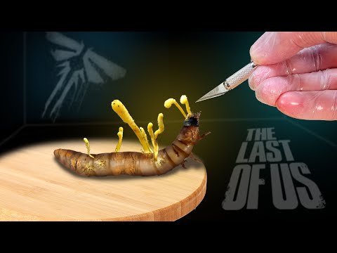 CORDYCEPS ONE MONTH LATER: AUTOPSY OF A FUNGUS INFECTED LARVA FROM The Last of Us! Part 4