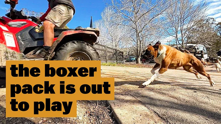 Hope and Faith the Boxers out with the Pack