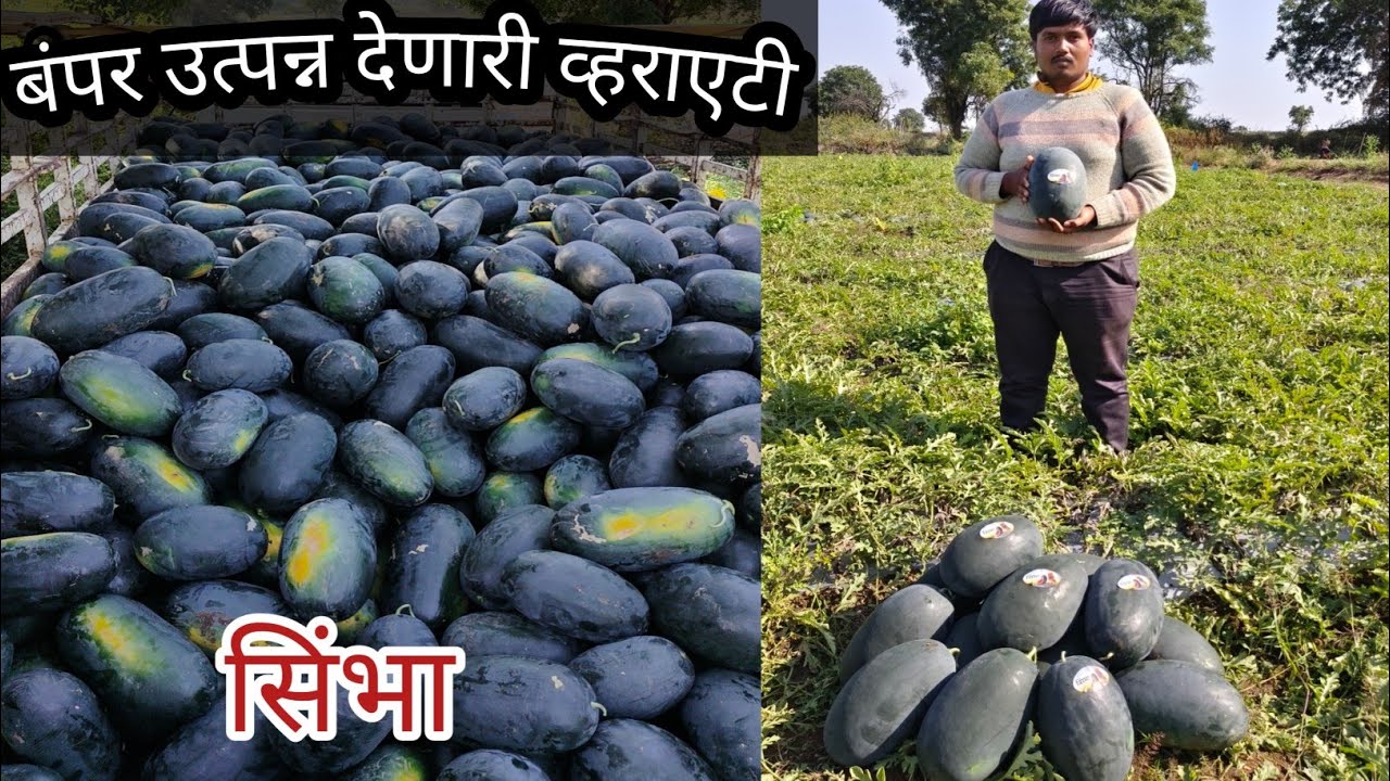 #Watermelon Simbha plot# Harvesting Day #Syngenta Simbha#टरबुज सिंभा #कलिंगड प्लॉट#