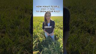 ?DID YOU GUESS IT farming harvest rice