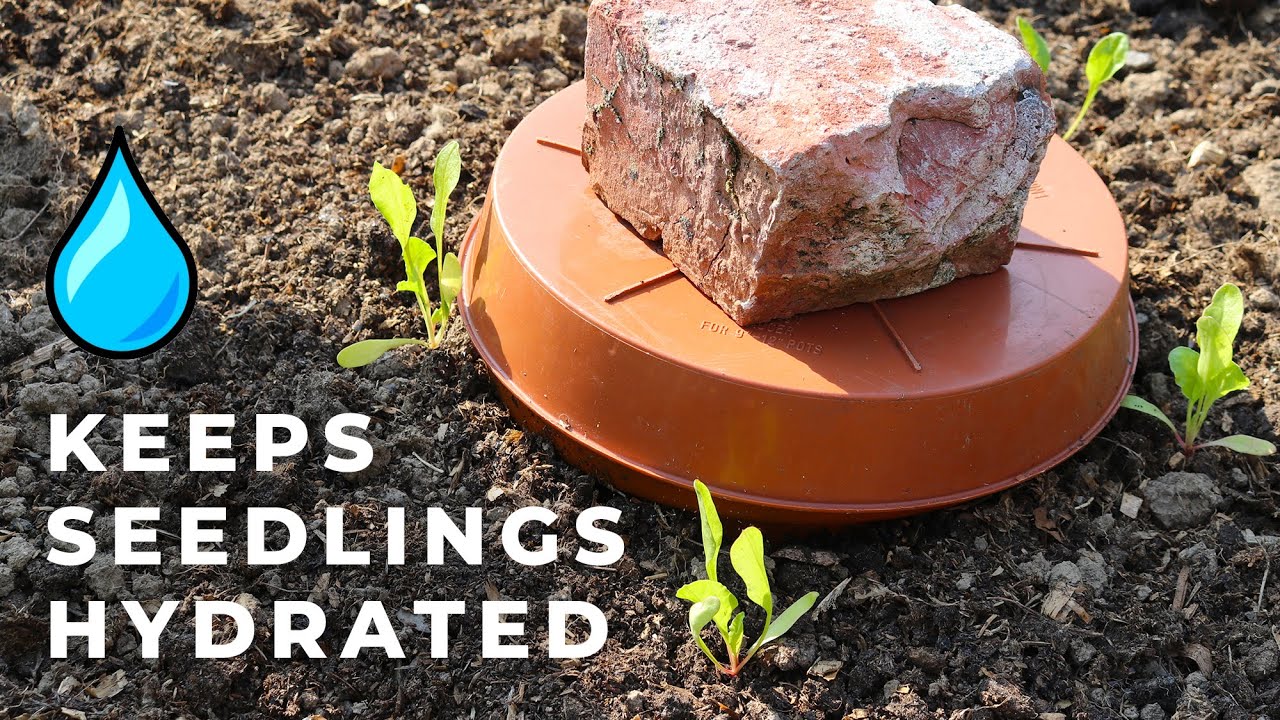 Ollas allow gardeners to practice 'low and slow' watering