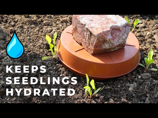 Ollas allow gardeners to practice 'low and slow' watering