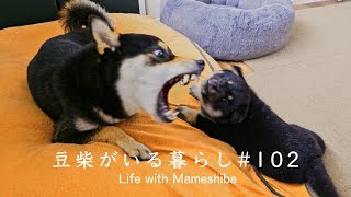 温厚な豆柴ママを本気で威嚇させた子犬はこうなります