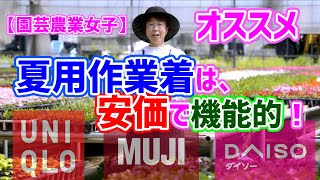 【園芸農業女子】オススメ夏用作業着は、安価で機能的！ユニクロ・無印・DAISO
