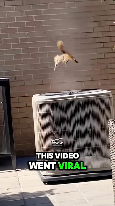 It’s a crazy Squirrel..! 🤯#shorts
