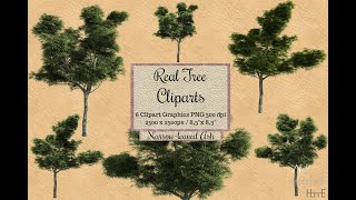 Real Tree Cliparts - narrow leaved ash - photoshop overlays png, Tree layout, transparent background