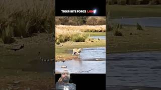 The Strongest Bite Among All BigCats #trending #animals #wildlife #youtubeshorts #jaguar #tiger
