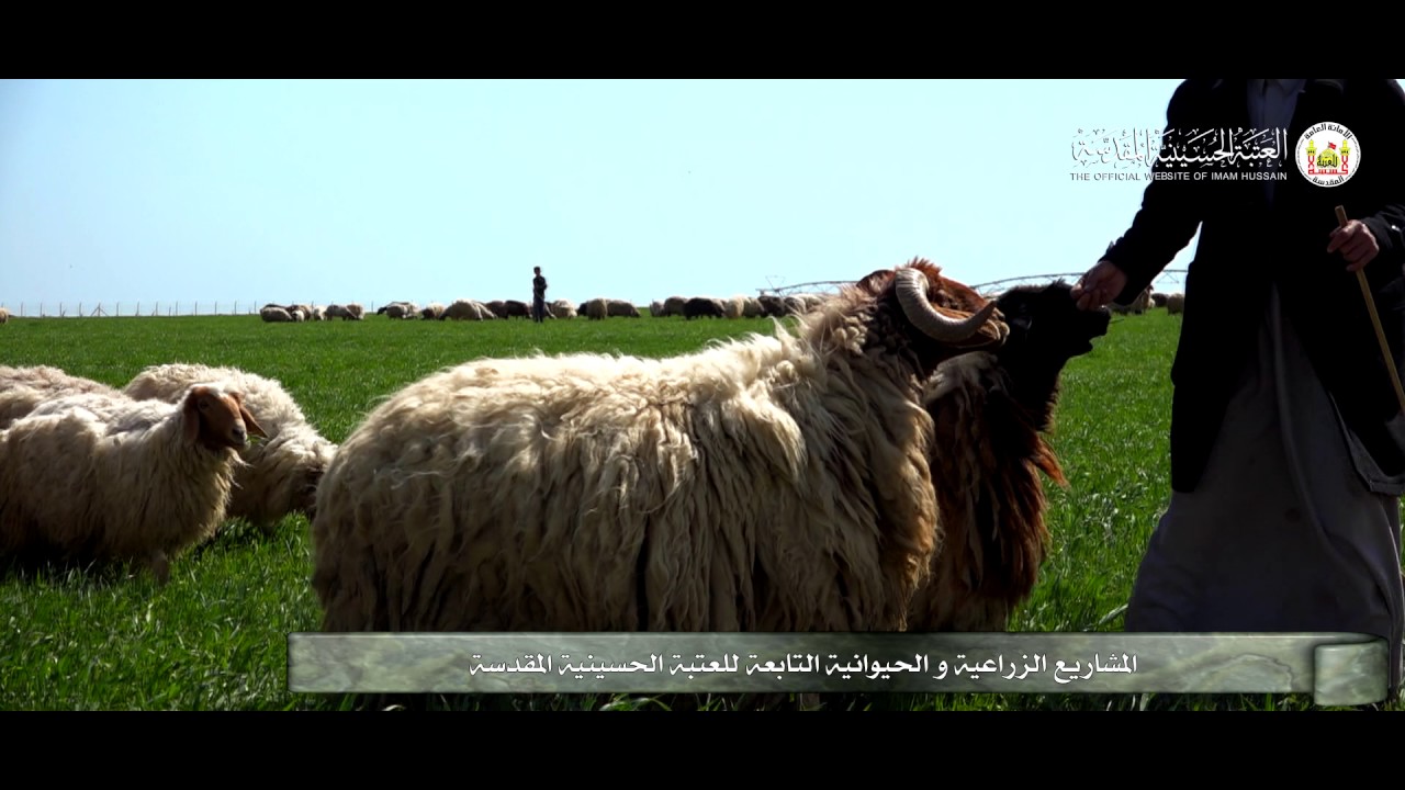 المشاريع الزراعية و الحيوانية التابعة للعتبة الحسينية المقدسة